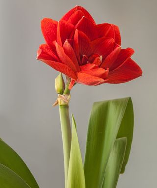 Cherry Nymph amaryllis showing red flower head