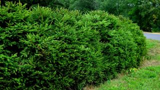 A spruce hedge