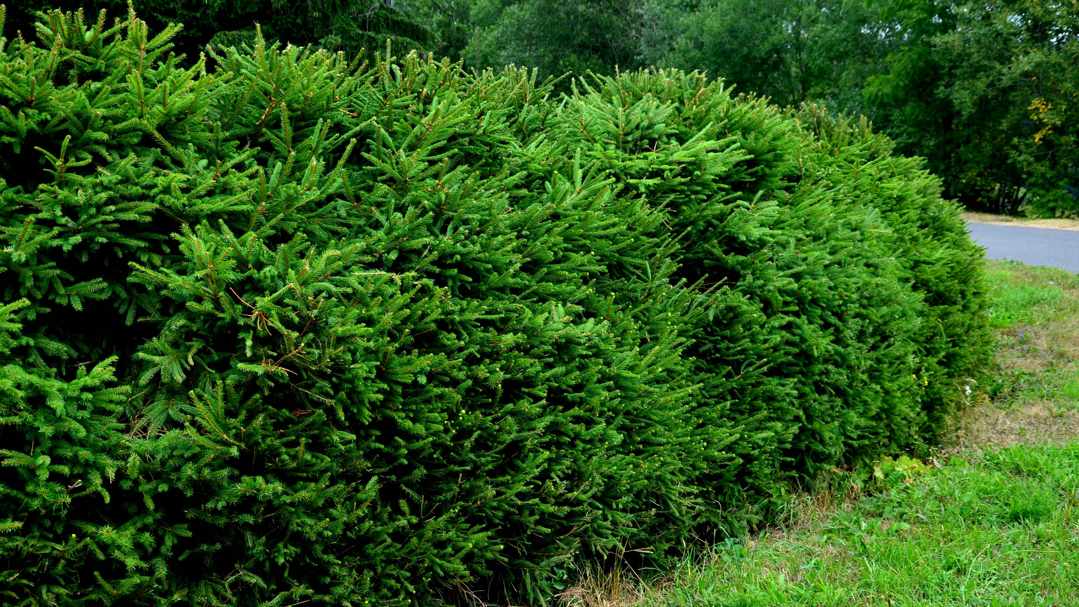 7 best trees and shrubs to soundproof your yard | Tom's Guide