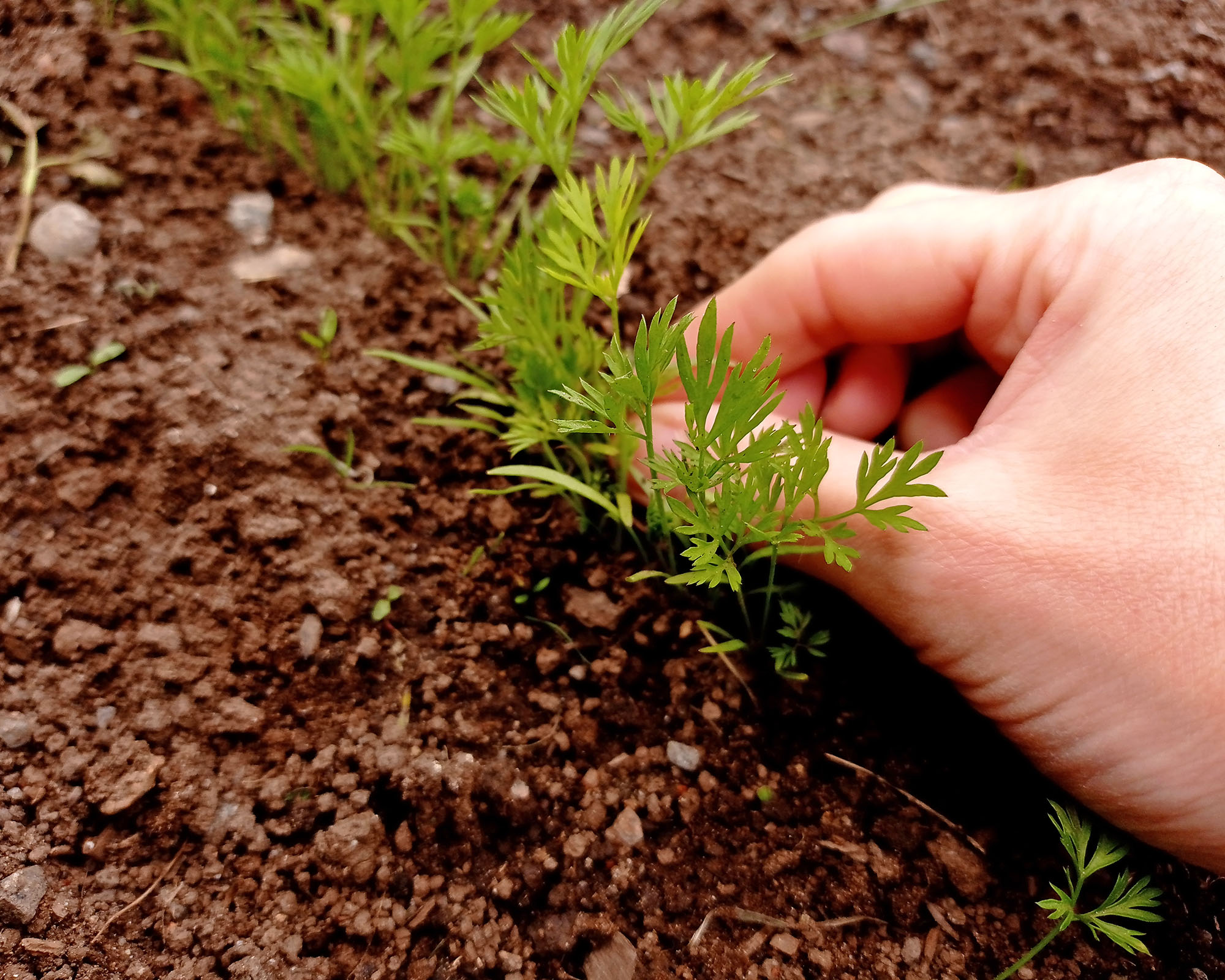 Close-up of a woman's hand thinning carrot seedlings in a vegetable garden