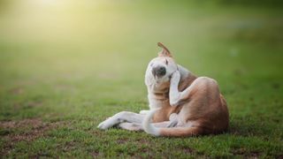 A dog sitting on the grass scratching itself, representing an article about how to get rid of fleas