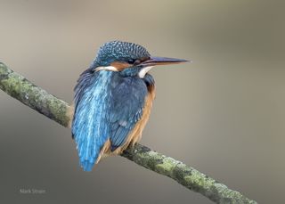 Kingfisher sitting on a branch - taken by Mark Strain