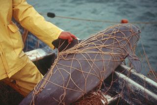 vaquita