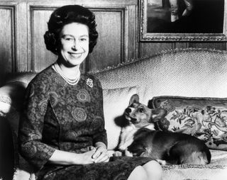 Queen Elizabeth II posing with her Corgi dog