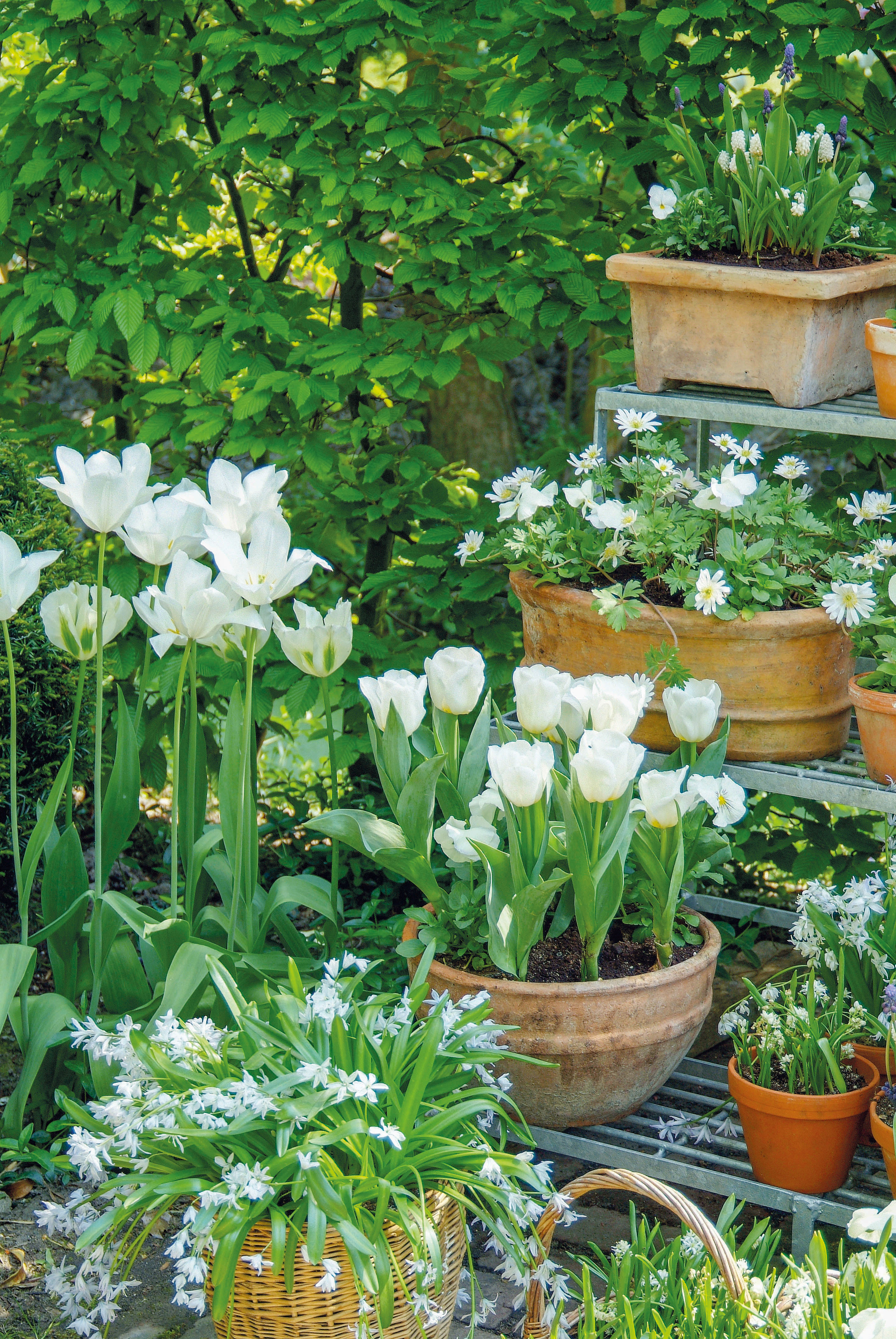 container gardening display on shelves