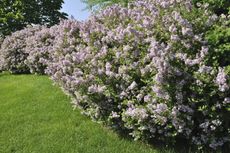 Large Lilac Plants