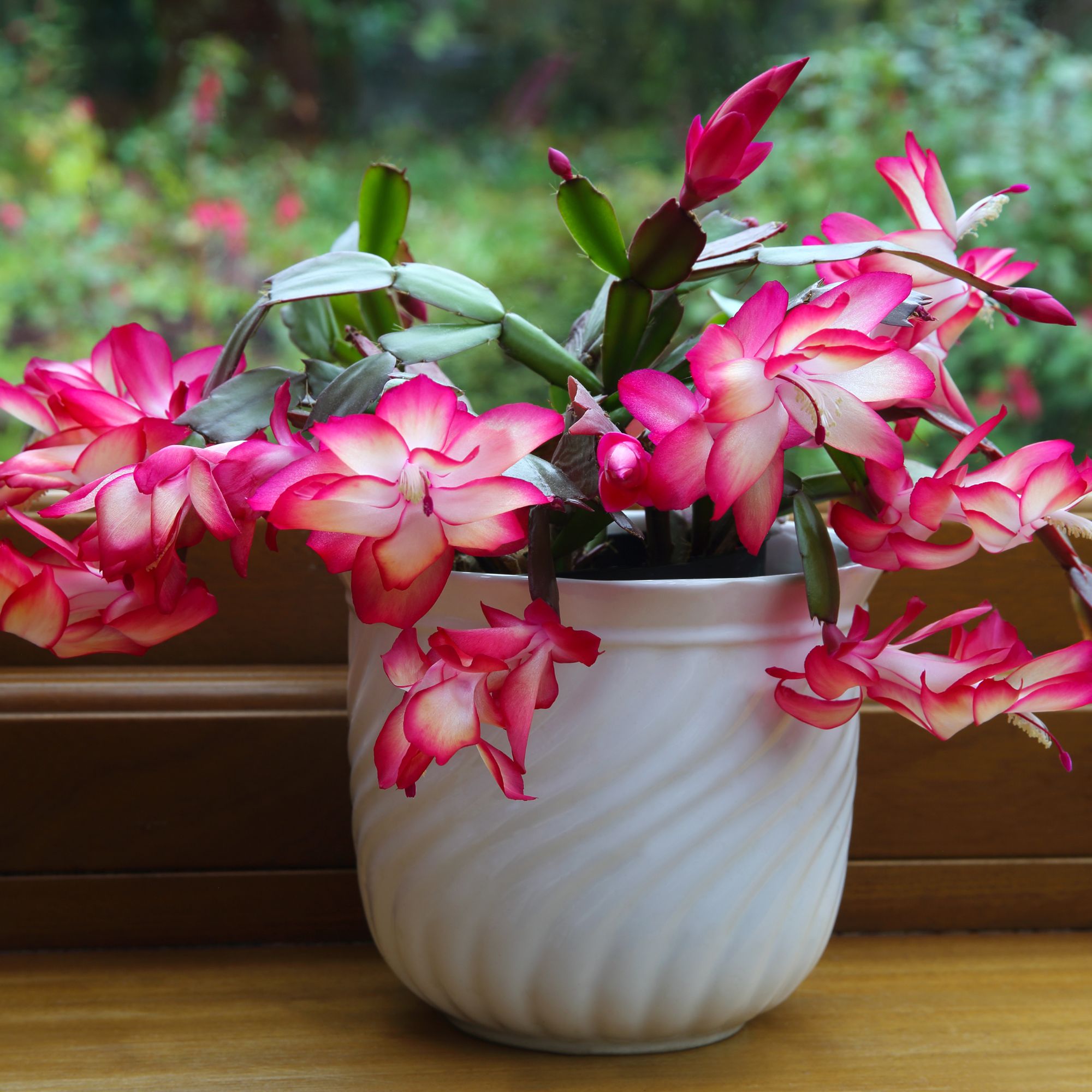 Christmas cactus on windowsill