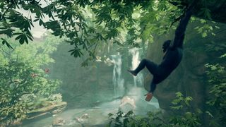 An ape swings from a tree.