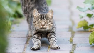 cat stretching