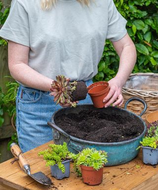 ease the succulents out of their pots one by one and place in their planting hole