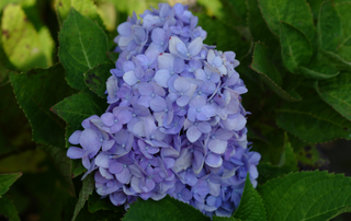 Purple hydrangea on leafy background