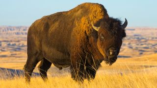 American bison in field, South Dakota, USA