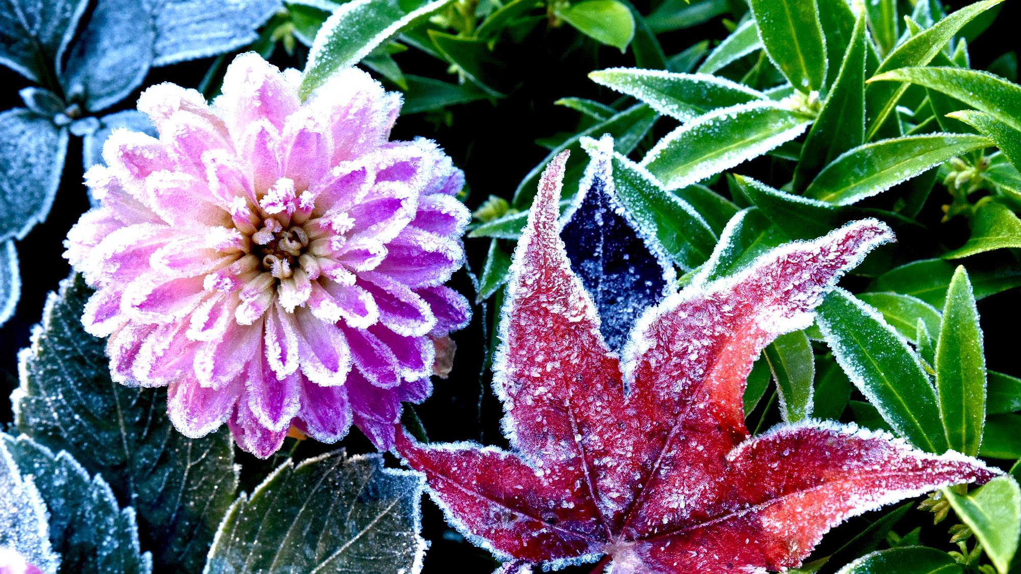 fall flowers and leaves covered in frost