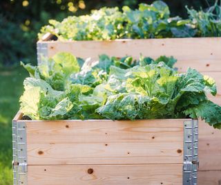 modular raised beds filled with leafy greens