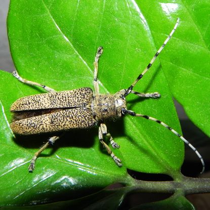 longhorn beetle on leaves of garden plant