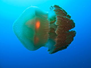 swimming Box Jellyfish