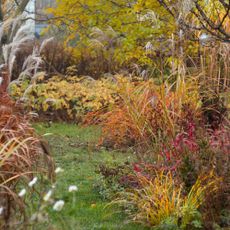 ornamental grasses in autumn garden