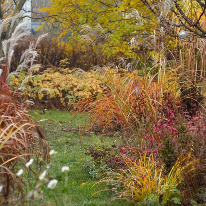 ornamental grasses in autumn garden