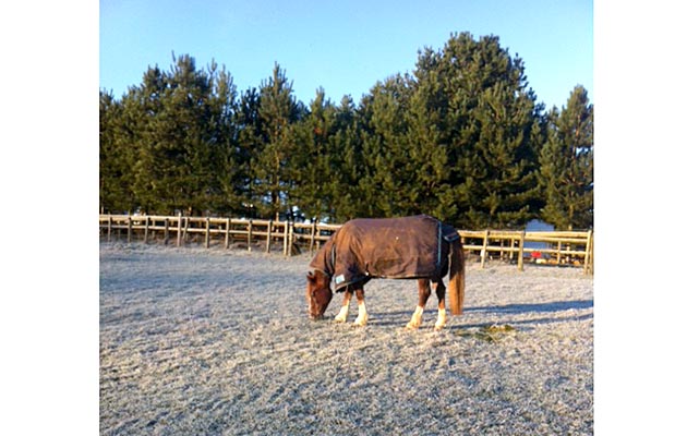 Anna Allen&rsquo;s 22-year-old mare Lily enjoys a chilly morning in Buckinghamshire