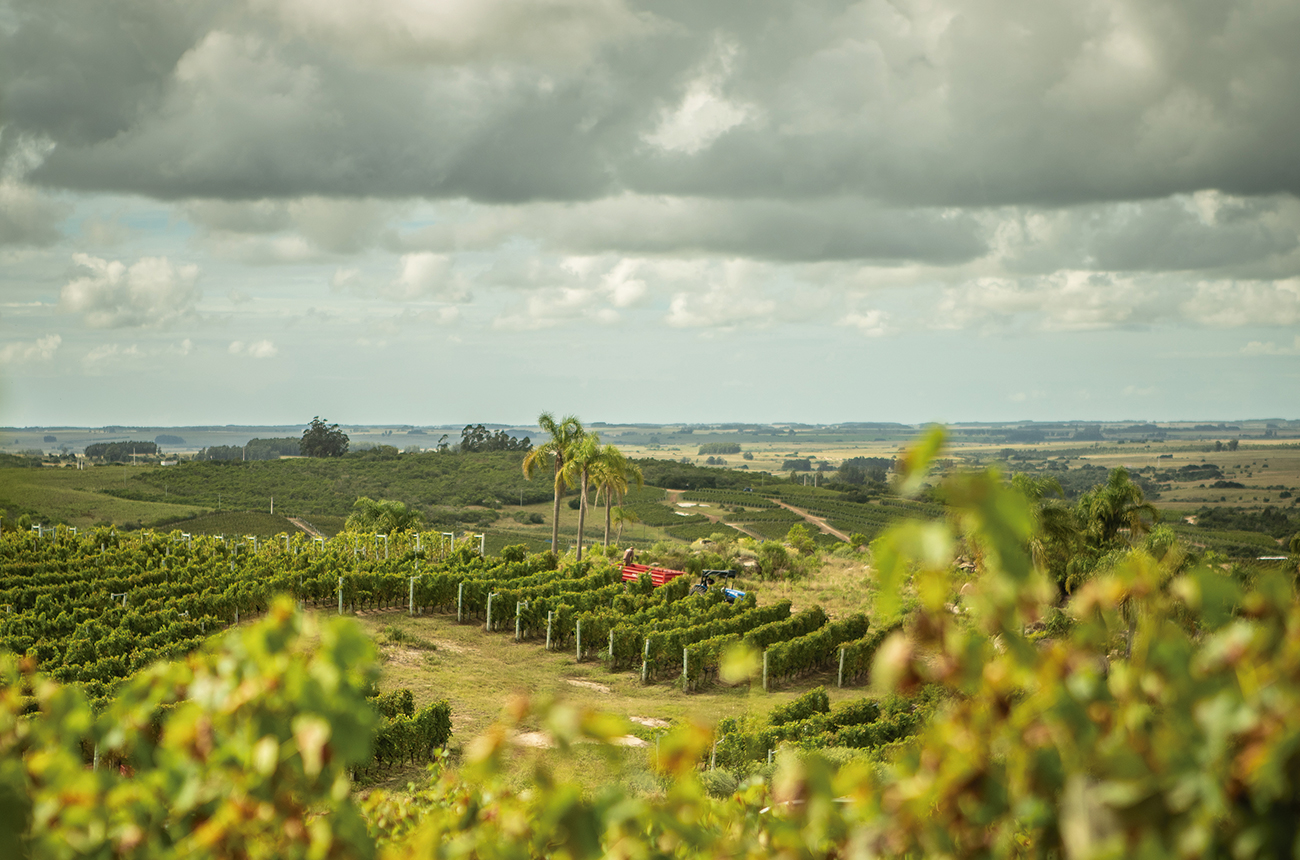 South American vineyard