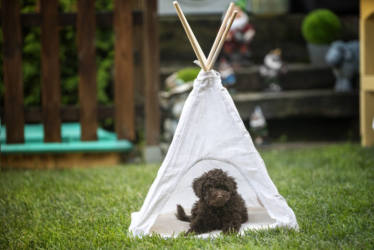 Aldi pet tepee