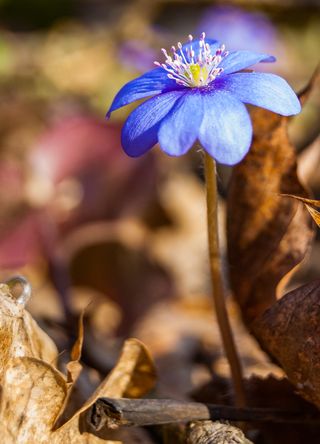 Purple flower coming through the ground