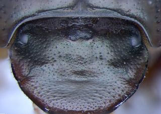 Without the orthodenticle gene, this dung beetle (<em>Onthophagus Sagittarius</em>) grows an extra compound eye at the top center of its head.