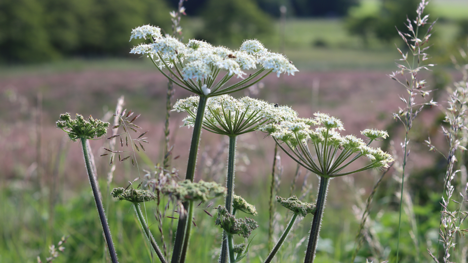 giant hogweed growing