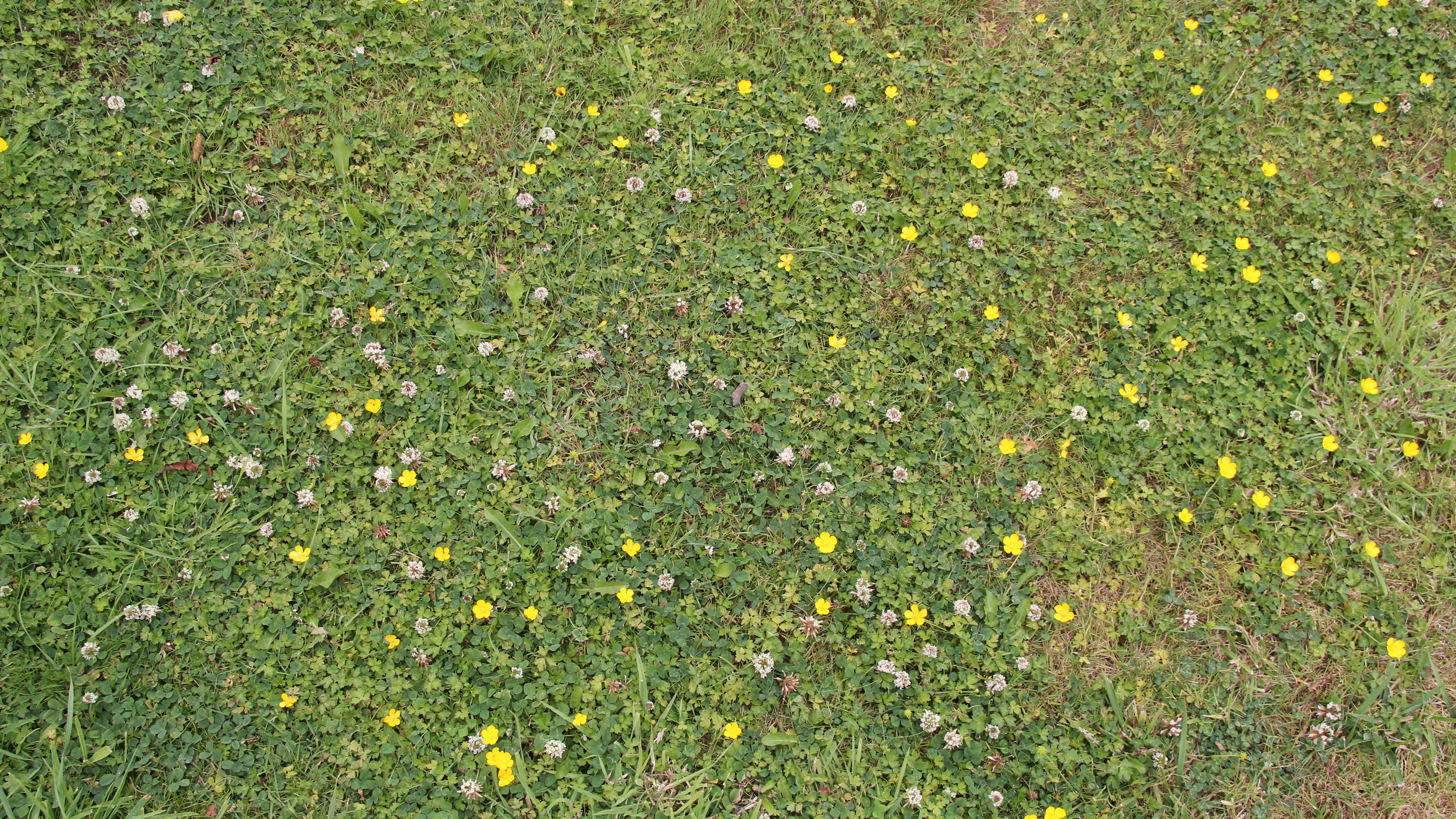 Wildflower lawn 