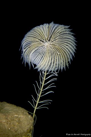 sea lily from the deep sea.