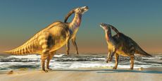 Parasaurolophus illustration
