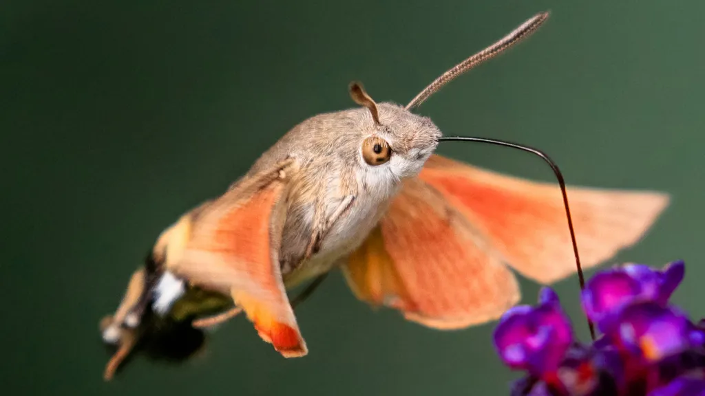 Hummingbird hawk-moth: bird like insect Tv4GnBaNMvqtmKTLTaNhEi-1024-80.jpg