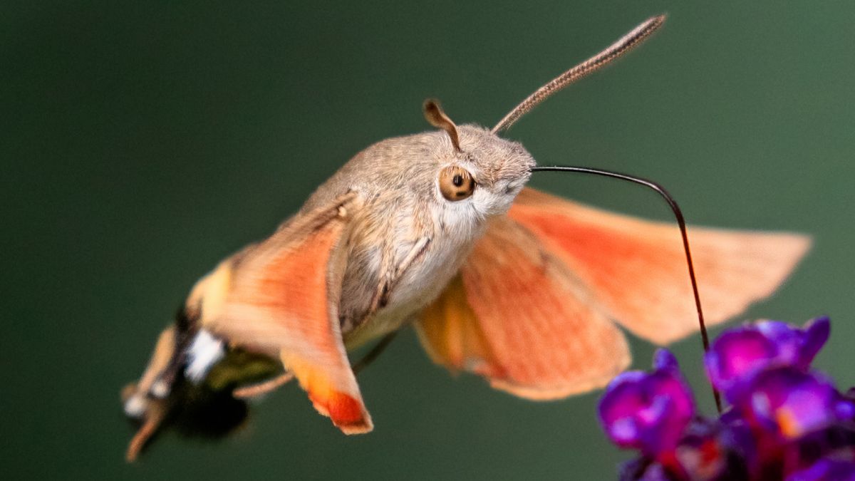 Buzzard hawkmoth: A bird-like insect with a giant sucking mouthpart