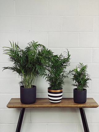 Three parlour palms on wooden top in decorative pots