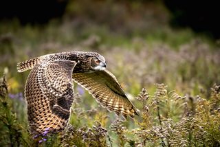 Eurasian eagle owl