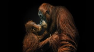 A tender moment between a mother orangutan and her baby, sharing a gentle kiss against a black background