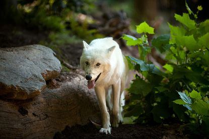 A female gray wolf named Crystal at the Smithsonian National Zoo.