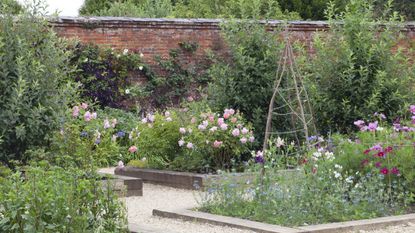 Flowers growing in raised beds surrounded by gravel paths in a walled garden