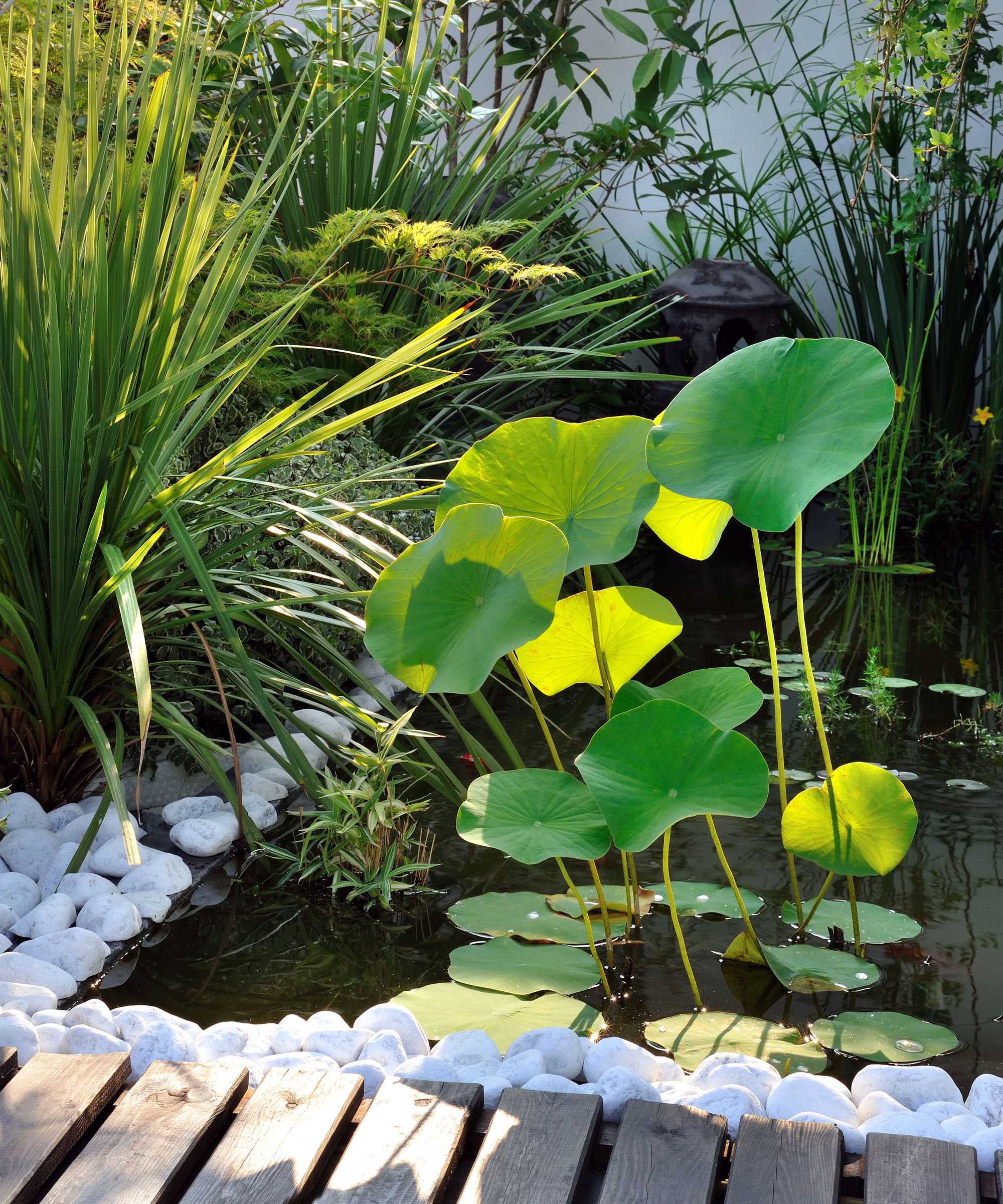 small garden pond with plants and pebble surrounding