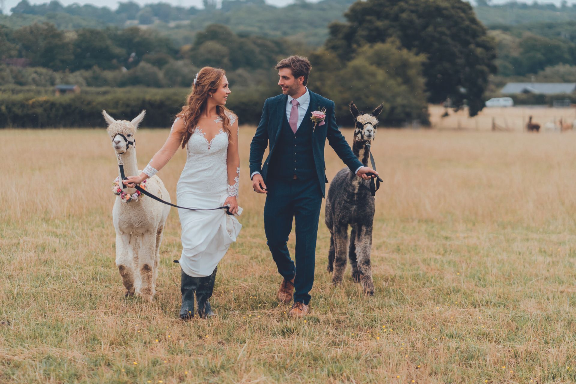 A married couple walk two alpacas through a field