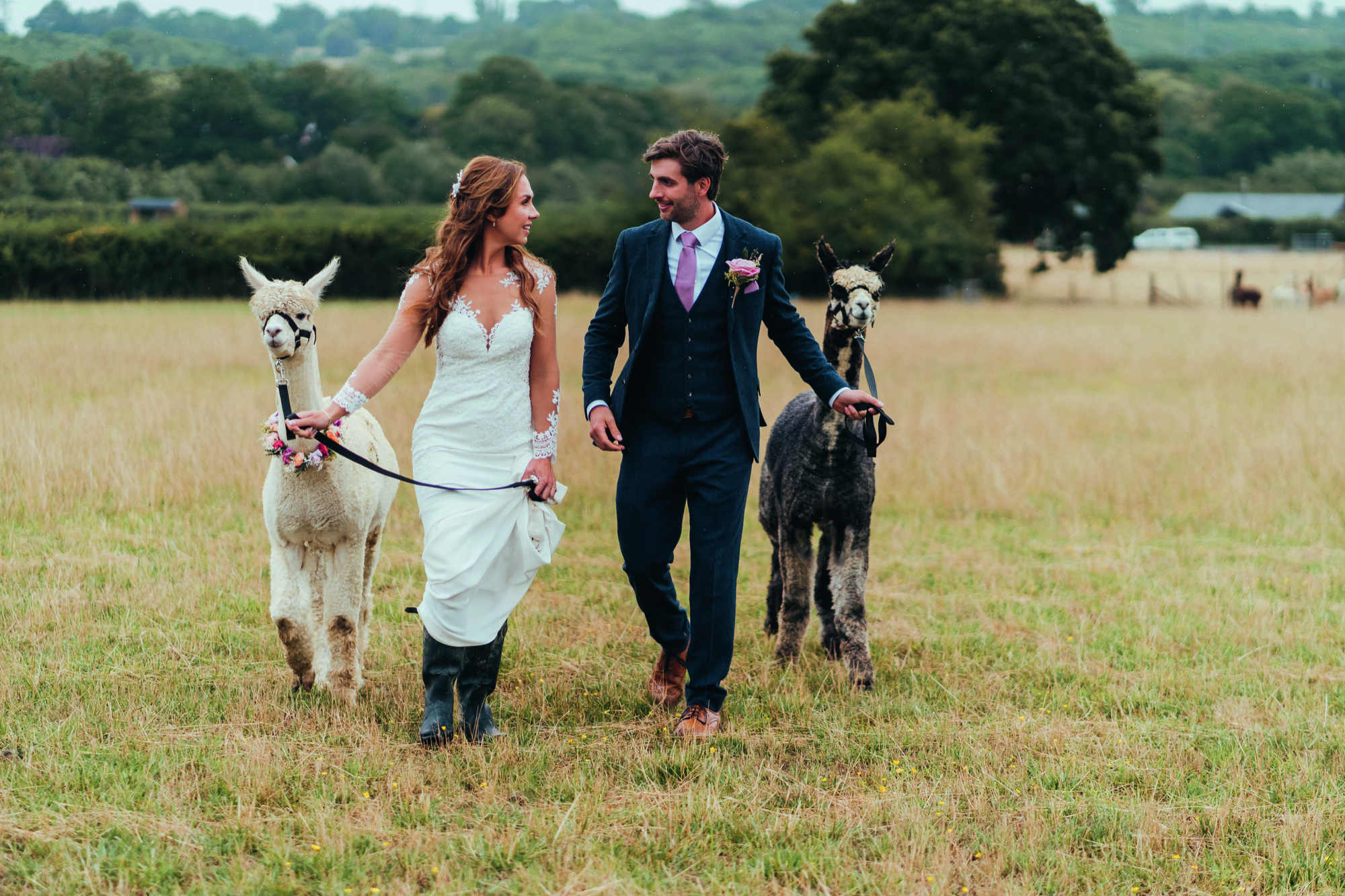 A married couple walk two alpacas through a field