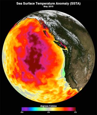 Globe displaying marine heatwave temperatures across the Pacific Ocean. The center represents the hottest temperature.