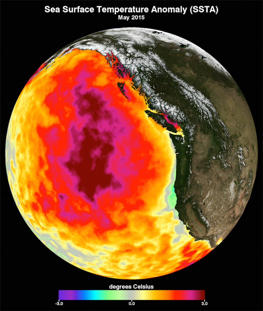 Globe displaying marine heatwave temperatures across the Pacific Ocean. The center represents the hottest temperature.