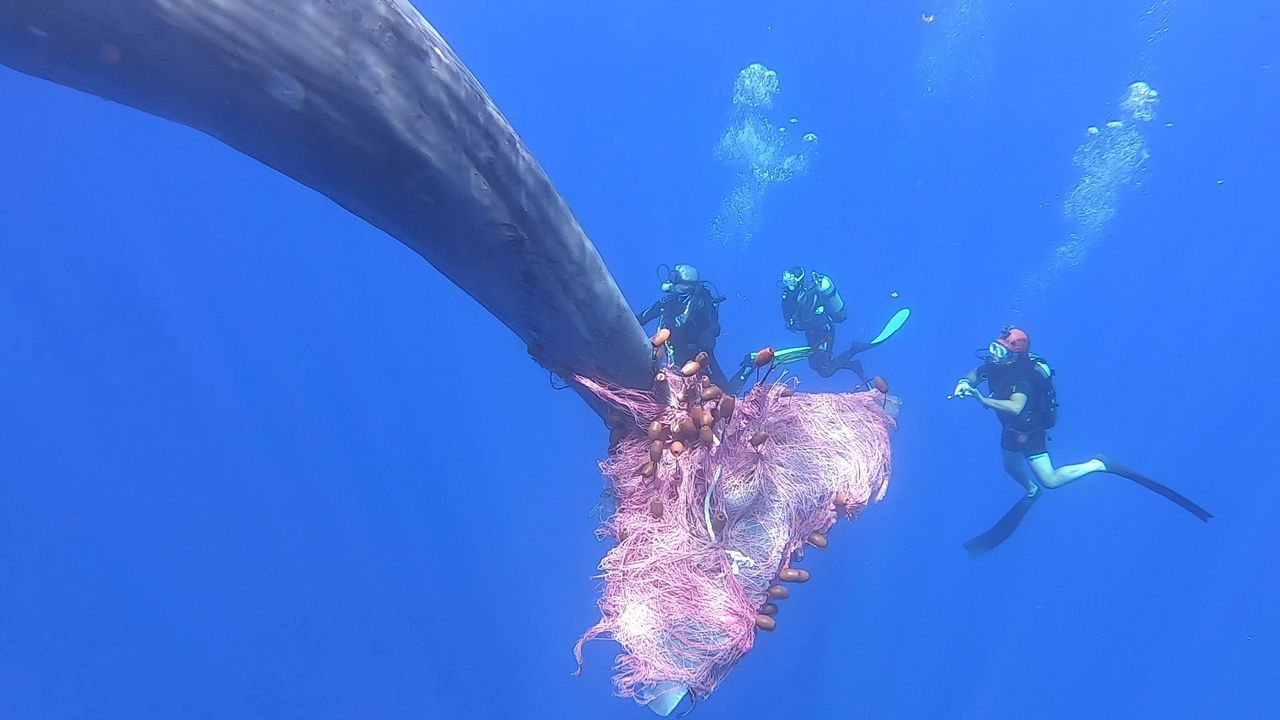 Divers rescuing a whale.