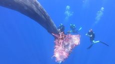 Divers rescuing a whale.