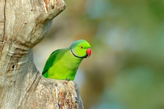 green parrot