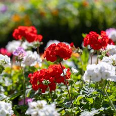 Red and white geraniums in bloom in the garden