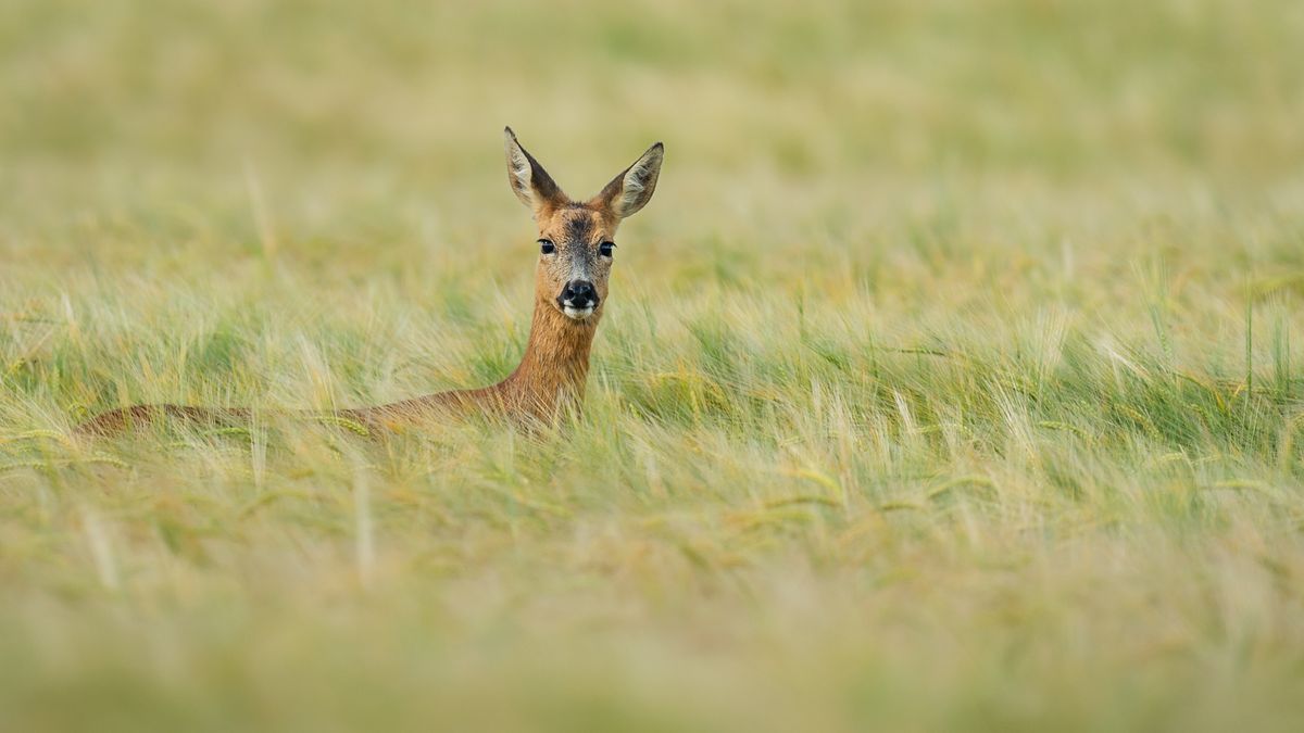 Put some spring into your step and capture roe deer, says Ben Sutcliffe