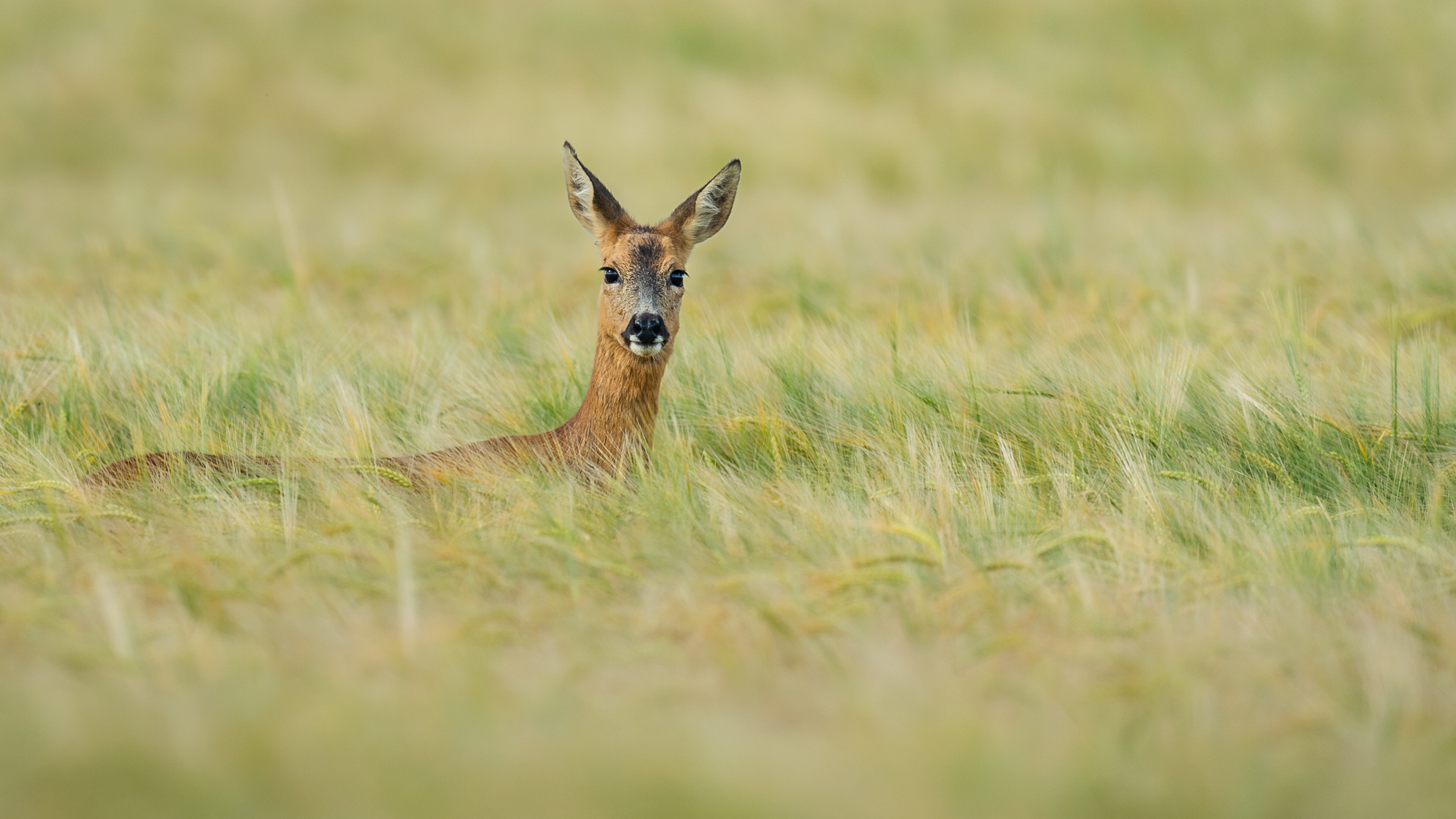 Check out this long lens setup for wonderful wildlife photos | Digital ...