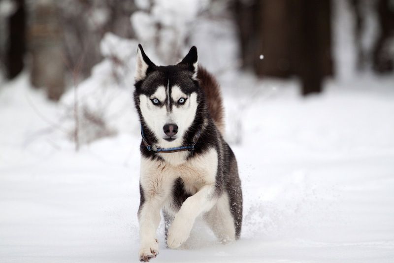 Siberian Husky